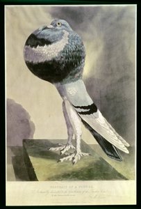 صورة الحمام Pouter